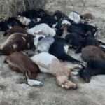 ببینید | مرگ تلخ یک چوپان به همره 100 رأس گوسفند در تریلی