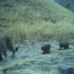 ببینید | تصاویری از پلنگ ایرانی با توله‌هایش در پارک ملی تندوره