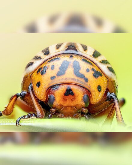 سوسک سیب زمینی