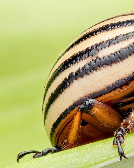 سوسک سیب زمینی