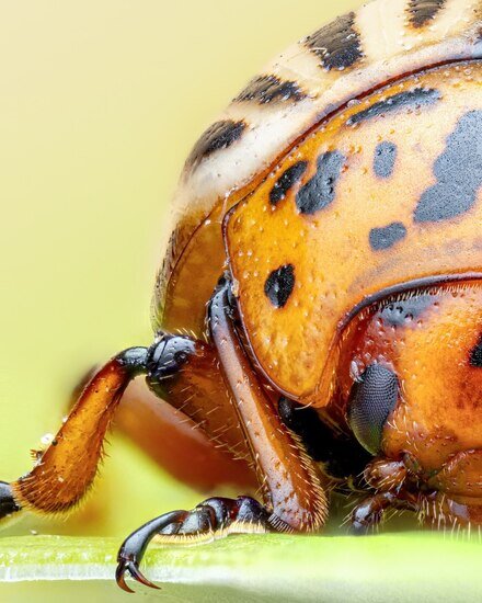 سوسک سیب زمینی