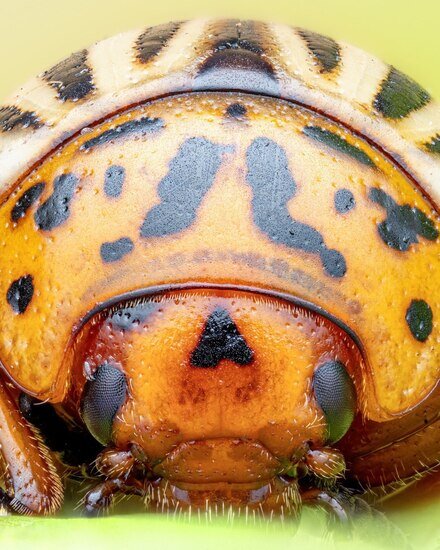 سوسک سیب زمینی