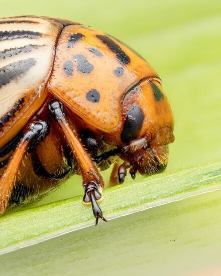 سوسک سیب زمینی