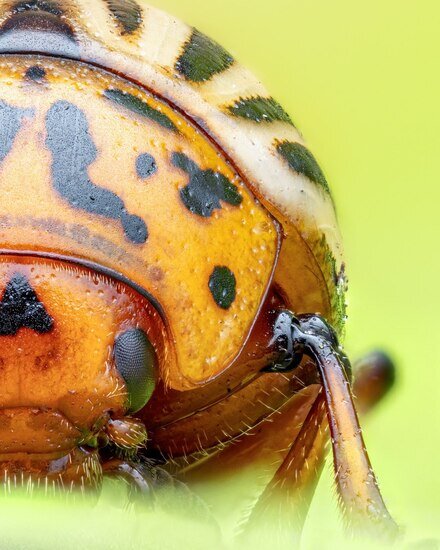 سوسک سیب زمینی