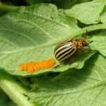 تصاویر | حشره‌ای کوچک که تا به حال نام آن را نشنیده‌اید