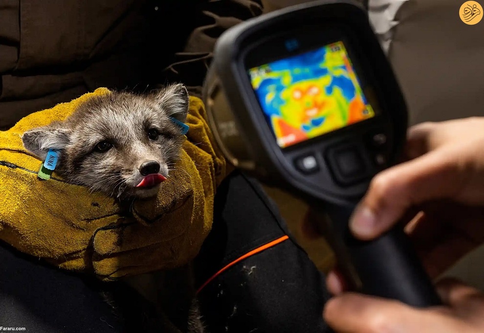 (تصاویر) نجات روباه‌های قطبی از انقراض در دورافتاده‌ترین نقطه جهان