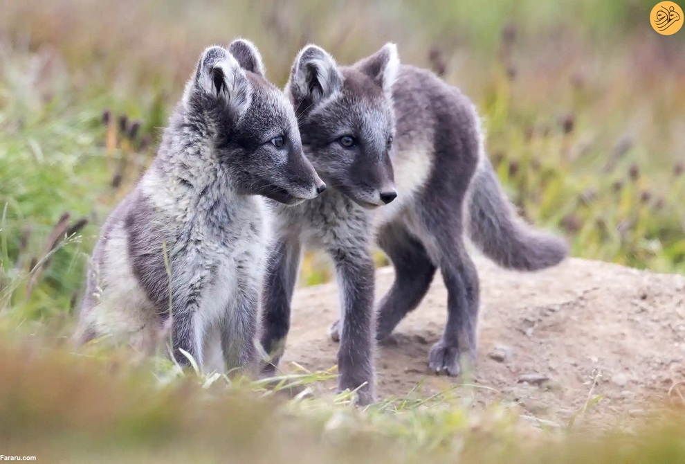 (تصاویر) نجات روباه‌های قطبی از انقراض در دورافتاده‌ترین نقطه جهان