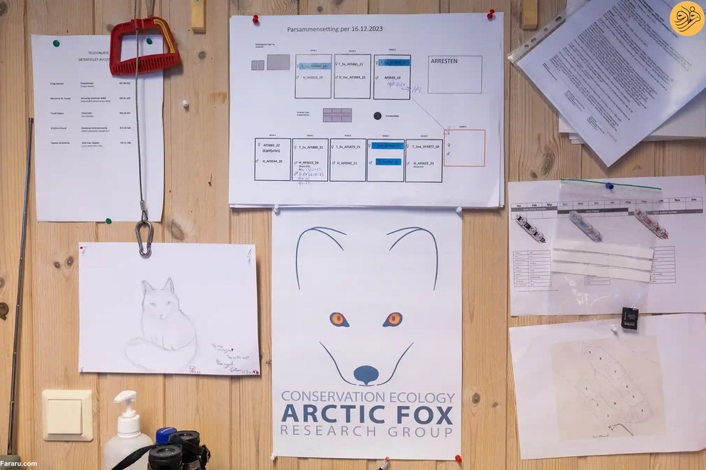 (تصاویر) نجات روباه‌های قطبی از انقراض در دورافتاده‌ترین نقطه جهان