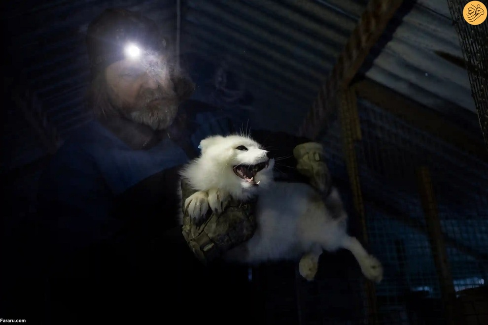 (تصاویر) نجات روباه‌های قطبی از انقراض در دورافتاده‌ترین نقطه جهان