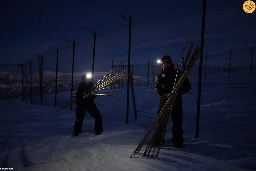 (تصاویر) نجات روباه‌های قطبی از انقراض در دورافتاده‌ترین نقطه جهان