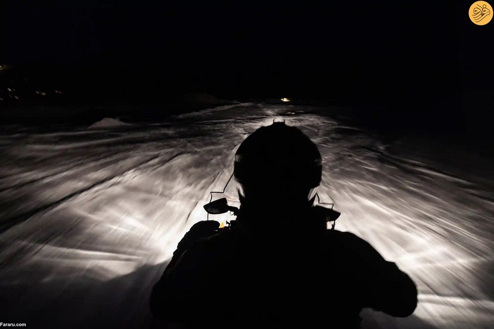 (تصاویر) نجات روباه‌های قطبی از انقراض در دورافتاده‌ترین نقطه جهان