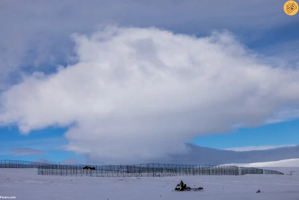 (تصاویر) نجات روباه‌های قطبی از انقراض در دورافتاده‌ترین نقطه جهان