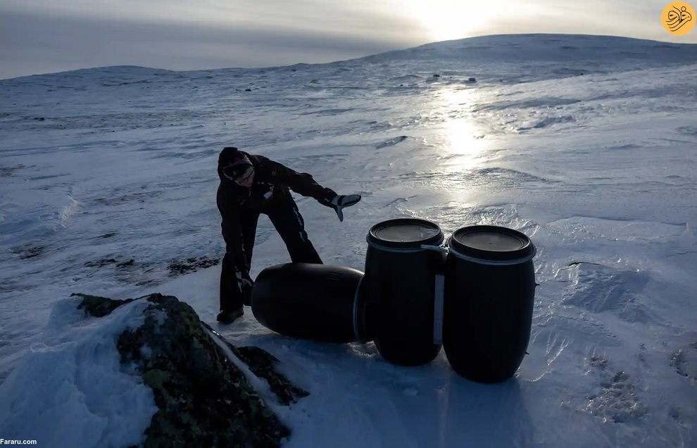(تصاویر) نجات روباه‌های قطبی از انقراض در دورافتاده‌ترین نقطه جهان