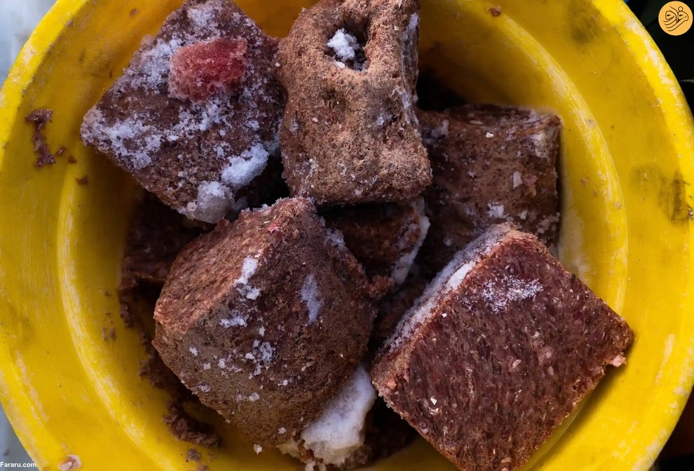 (تصاویر) نجات روباه‌های قطبی از انقراض در دورافتاده‌ترین نقطه جهان