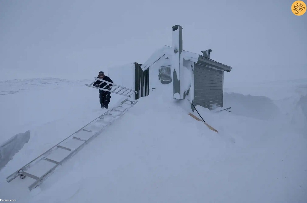 (تصاویر) نجات روباه‌های قطبی از انقراض در دورافتاده‌ترین نقطه جهان