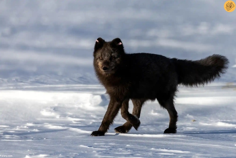 (تصاویر) نجات روباه‌های قطبی از انقراض در دورافتاده‌ترین نقطه جهان
