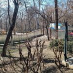 ویدیو / اندازه گیری عمر یک درخت پارک قیطریه / درختانی که شهرداری آن‌ها را «نهال» می‌نامد، چند سال دارند؟