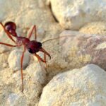 ویدیو / مورچه بولداگ استرالیایی؛قوی، بزرگ و با چشمانی تیزبین