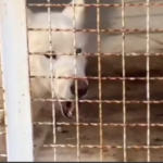 ببینید/ وضعیت دردناک یک گرگ در یک باغ‌وحش در استان فارس