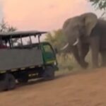 ببینید / کشته شدن یک گردشگر آمریکایی توسط یک فیل خشمگین