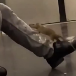 ببینید / حمله موش‌ها به خیابان‌ها و متروی پاریس