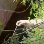 ببینید / فرونشست‌ «۵۰ متری» زمین در شمال افغانستان