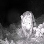 ببینید / ثبت تصویر پلنگ ایرانی در دوربین تله‌ای محیط‌بانان