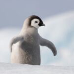 ببینید/ ویدیویی از پرش جوجه پنگوئن‌ها از کوه یخی ۱۵ متری برای نخستین بار