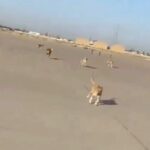 ببینید/ جولان گله سگ ها در باند فرودگاه بغداد