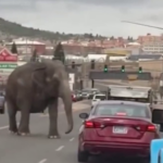 ببینید / فرار یک فیل از سیرک در ایالت مونتانای آمریکا و جولان در خیابان‌ها