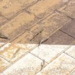 ببینید / تصاویری پربازدید از شناکردن ماهی‌ها در خیابان‌های دبی