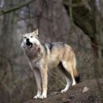 ببینید/ پرسه‌زنی گرگ‌ها در تهرانپارس؟