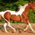 ببینید/ رمیدن اسب‌های ارتش در قلب لندن دست‌کم پنج مجروح برجای گذاشت