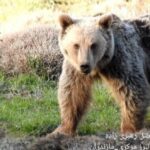 ببینید / مذاکره محیط بان با خرس در جنگل‌های مازندران: «خرس من برایت سوت می‌زنم تو نباید فرار کنی؟»