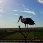 ببینید/شادی جالب یک جفت لک‌لک‌ بعد از اولین تخم‌گذاری