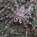 تصاویر | با بی‌رحم و خطرناک‌ترین عنکبوت دنیا آشنا شوید