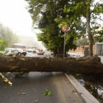 عکس | سقوط درخت روی سقف پژو پارس در کوی فرهنگیان