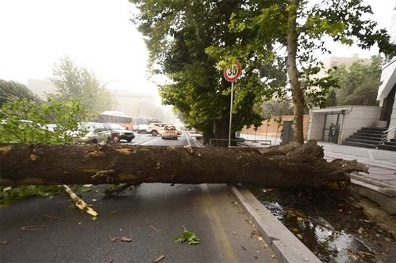 عکس | سقوط درخت روی سقف پژو پارس در کوی فرهنگیان