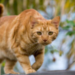 ببینید | گزارش جالب یک فرش‌فروش خوش‌ذوق از بررسی کیفیت فرش توسط دو گربه!