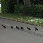 ببینید | واکنش جالب رانندگان در لحظه عبور اردک‌ها از عرض جاده