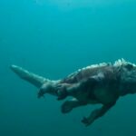 ببینید | تصاویری از جاسوسی یک مارمولک زیر آب