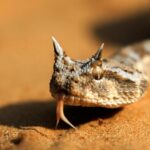 ببینید | شیوه شگفت‌انگیزِ باهوش‌ترین مار ایران برای شکار پرنده