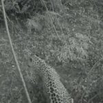 ببینید | پلنگ ایرانی در حال خوردن شکار خود