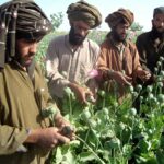 ببینید | تصاویر عجیب از کاشت تریاک توسط طالبان در مرز ایران!