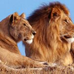 ببینید | تصاویری پر بازدید از ترس شدید یک شیر نر از کروکودیل