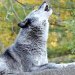 ببینید | جولان گرگ در روستای مهران طالقان