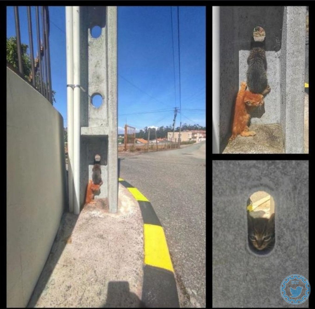 عکس | همکاری جالب دو گربه در تهران برای دید زدن به صورت مخفیانه!