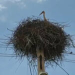 ببینید | تصاویر زیبا از زندگی لک‌لک‌ها روی دکل برق