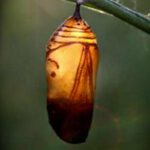 ببینید | لحظه خارج شدن پروانه از پیل