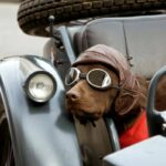ببینید | موتورسواری حرفه‌ای و عجیب سگ در خیابان!